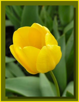 Tulip