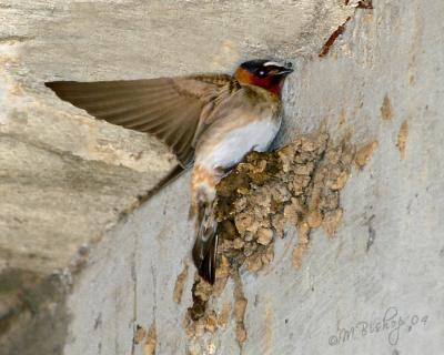 Swallow-making-mud-nest
