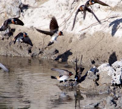 Swallows-gathering-mud-2.jpg