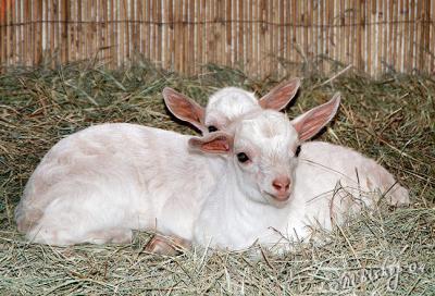 Pygmy-Goat-Litter.jpg