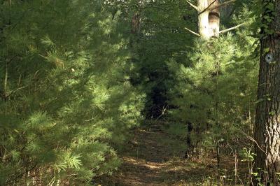 slt_peirson_018.jpg
