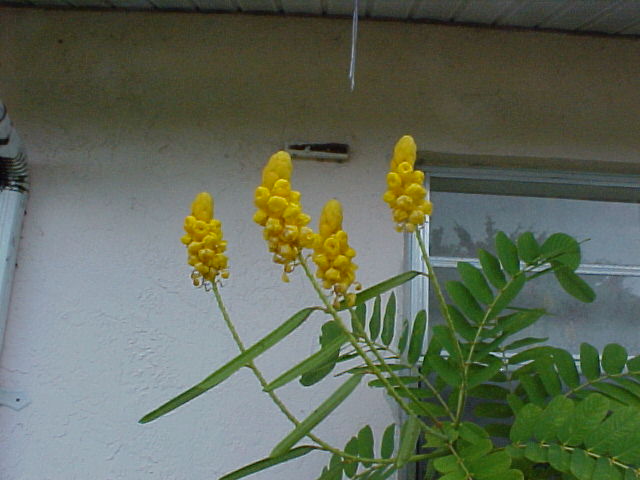 CANDLE BUSH