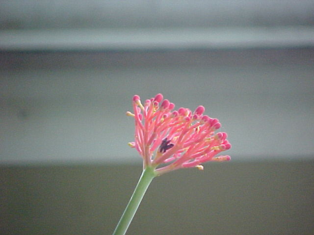 CORAL PLANT BLOSSOM