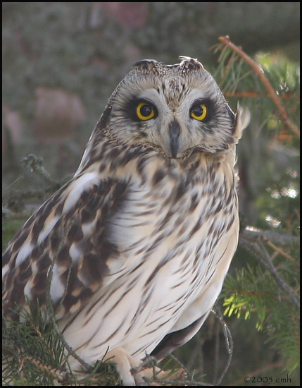 Short-eared Owl portrait 2661.jpg