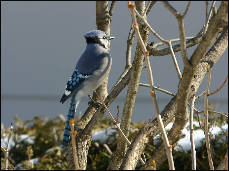 Blue Jay 2803.jpg