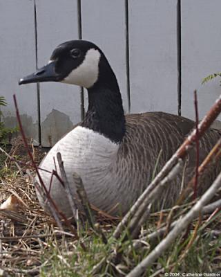 Mother Goose, Day 25 On Eggs