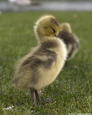 Young Gosling