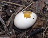 Discarded Egg