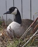 Mother Goose, Day 25 On Eggs