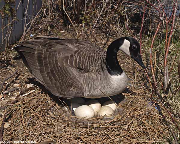 Mother Goose On Eggs Day 20