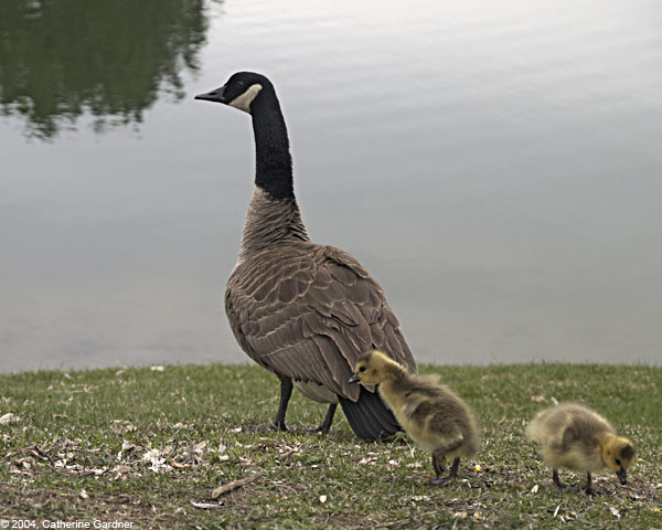 Gosling Trying To Fly