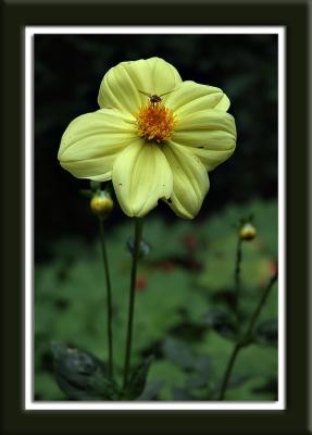 Yellow delicacy - 1