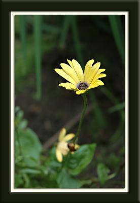 Yellow delicacy - 2