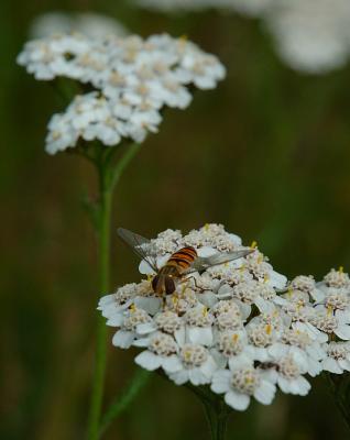 Hover fly paradise