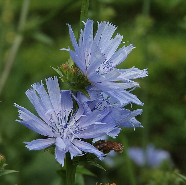 Blue delicacy - 1