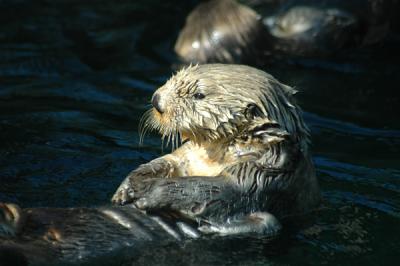 Sea Otters - Floating By