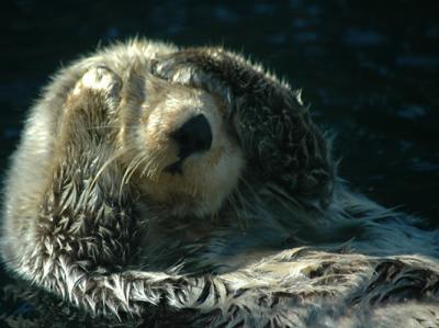 Sea Otter #3