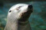 Sea Lion