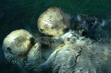 Touch - Sea Otters