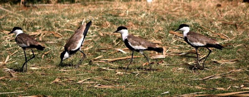 Plover-Spur winged