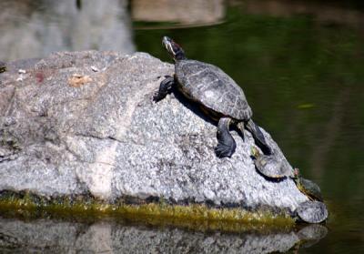 Turtle Family