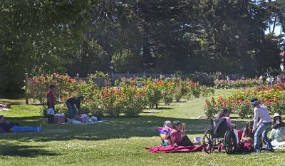 In the Rose Garden