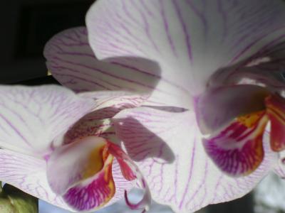 Orchid2-27-05