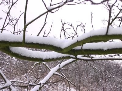 Snow Branch