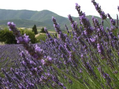 Sideways Lavendar