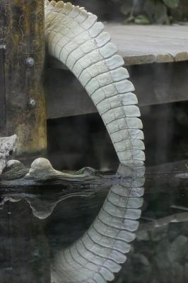 White Alligator Tail