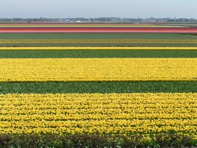 Flowerfields