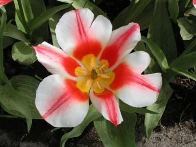 Tulip