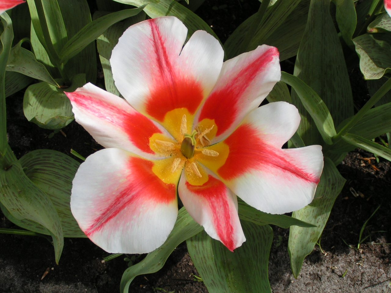 Tulip