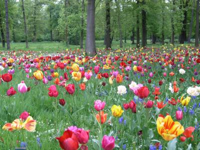 tulipes variees