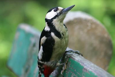 woodpecker.