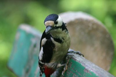 woodpecker