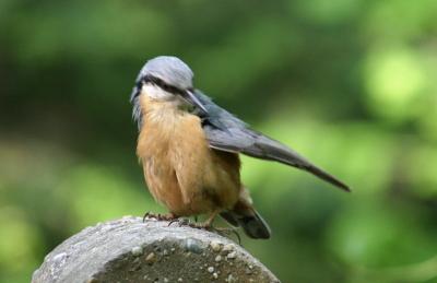 nuthatch