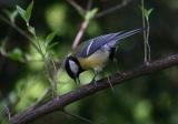 Great tit