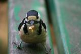 woodpecker