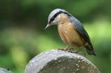 nuthatch