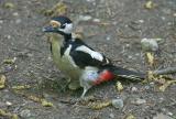 woodpecker