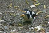 woodpecker