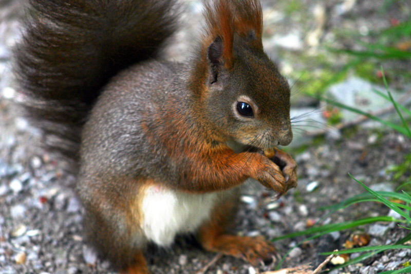 squirrel