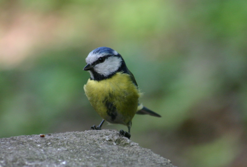 tomtit