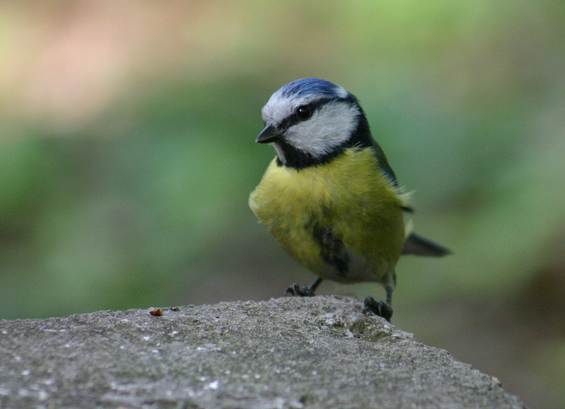 tomtit