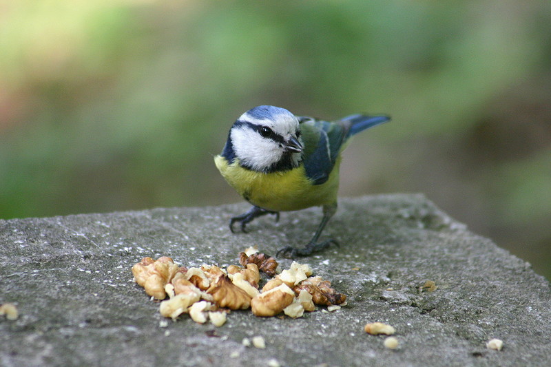 tomtit