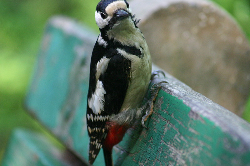 woodpecker