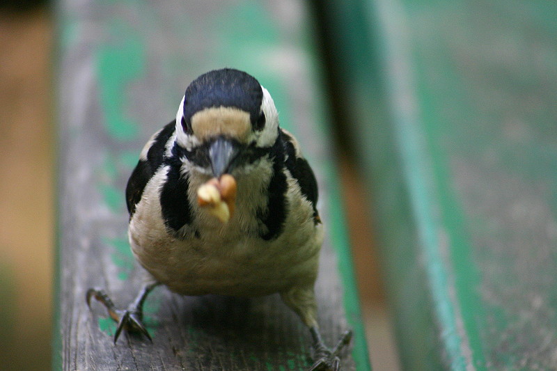 woodpecker