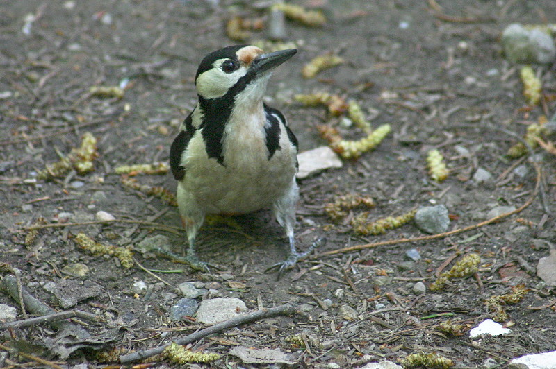 woodpecker