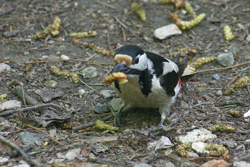 woodpecker